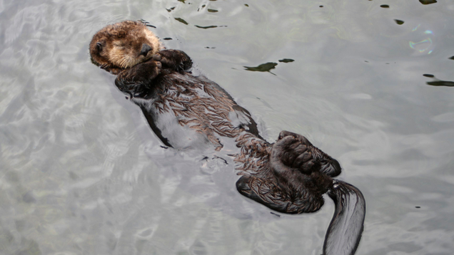 Illustration for article titled We Let Ed Sheeran Guest-Edit This List Of Fluffy Otters And He Did A Bad Job